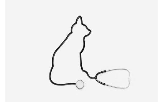 WHAT IS THE CAT FLU? DIAGNOSIS AND TREATMENT