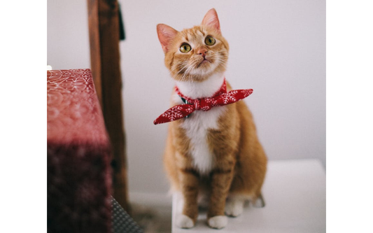 HOW TO KEEP YOUR CAT CLEAN AND HEALTHY?