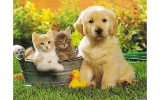 Pets are Better for your Health than you Think
