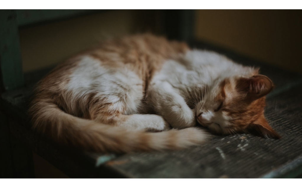 DO CATS REALLY SLEEP ALL DAY?