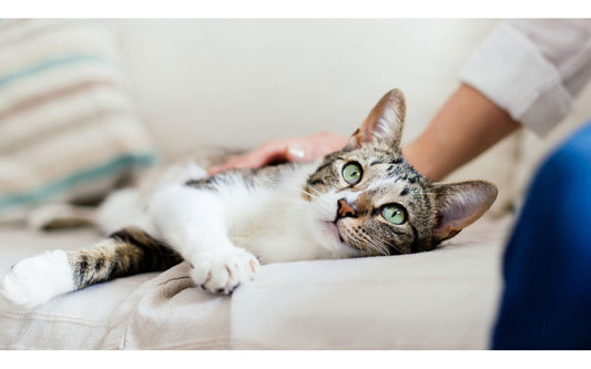 CAT DISEASE: CANCER SYMPTOMS OR TUMORS IN CATS