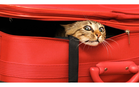 Flying with your cat To New Zealand