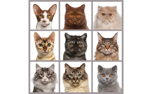 5 BEST INDOOR CAT BREEDS