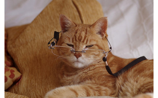 HOW LONG DO CATS LIVE?