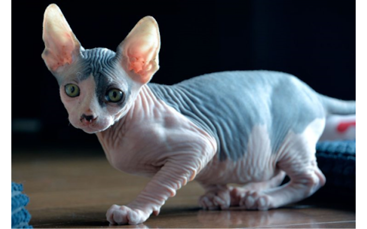 Best cat sales litter for sphynx
