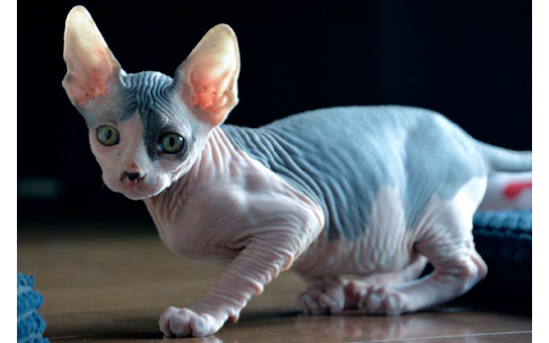 8 FACTS ABOUT SPHYNX CATS