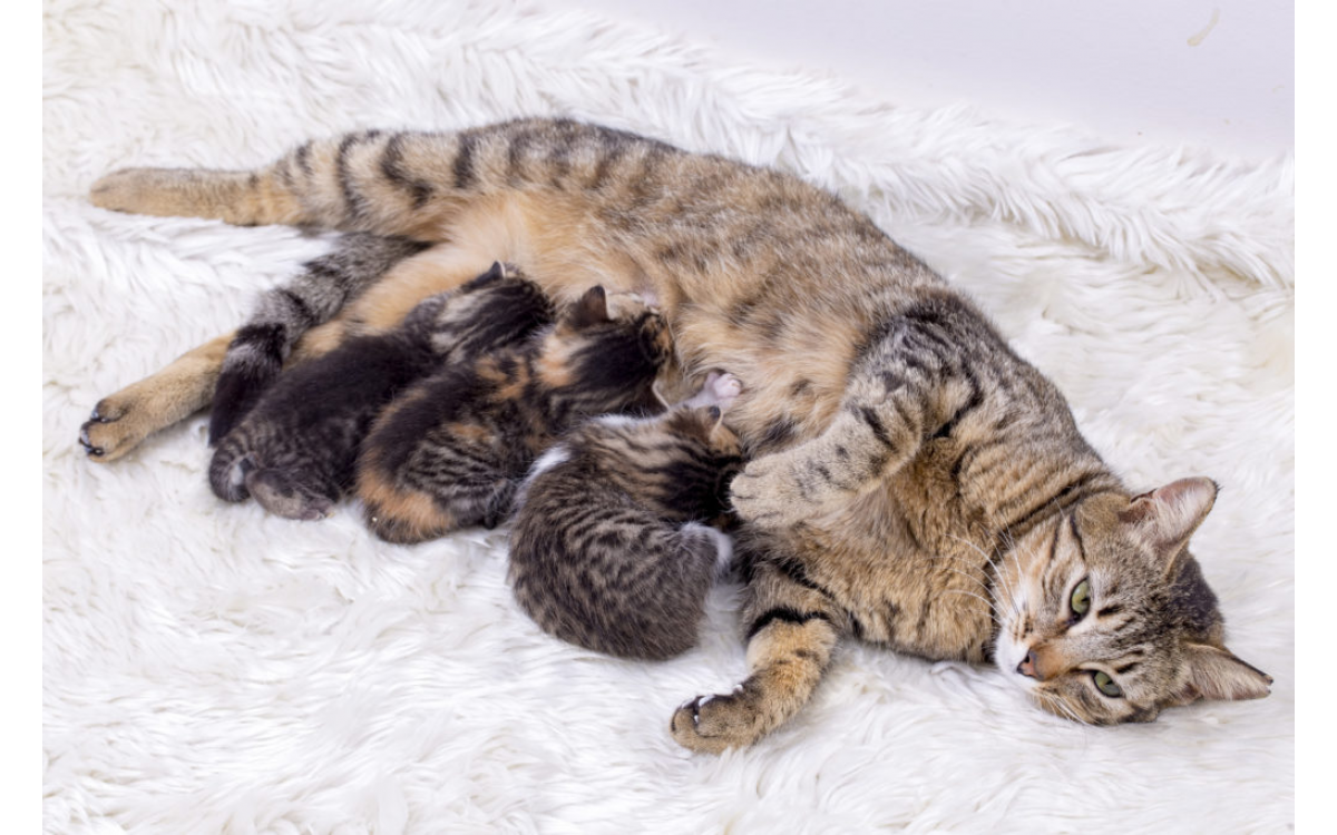 REPRODUCTIVE CAPABILITY OF CATS – Cat Evolution NZ