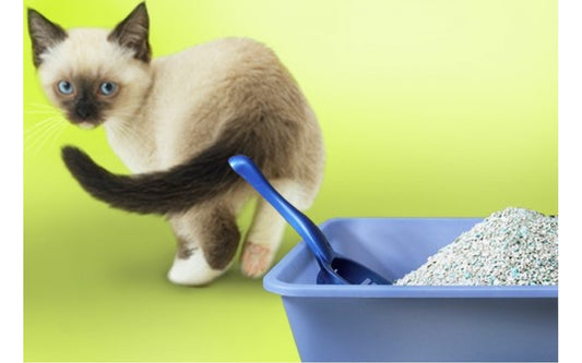 5 ESSENTIAL WAYS TO SOLVE YOUR CAT LITTER BOX PROBLEMS