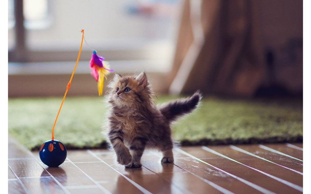 Top 10 Cat Toys to Entertain Your Cat
