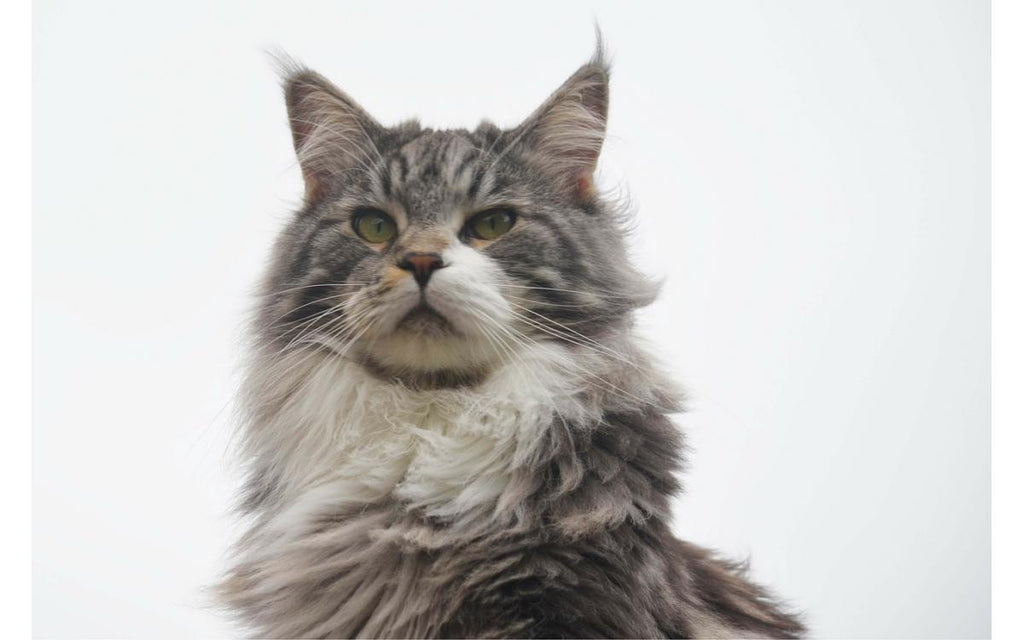 HOW EXPENSIVE IS A MAINE COON CAT?